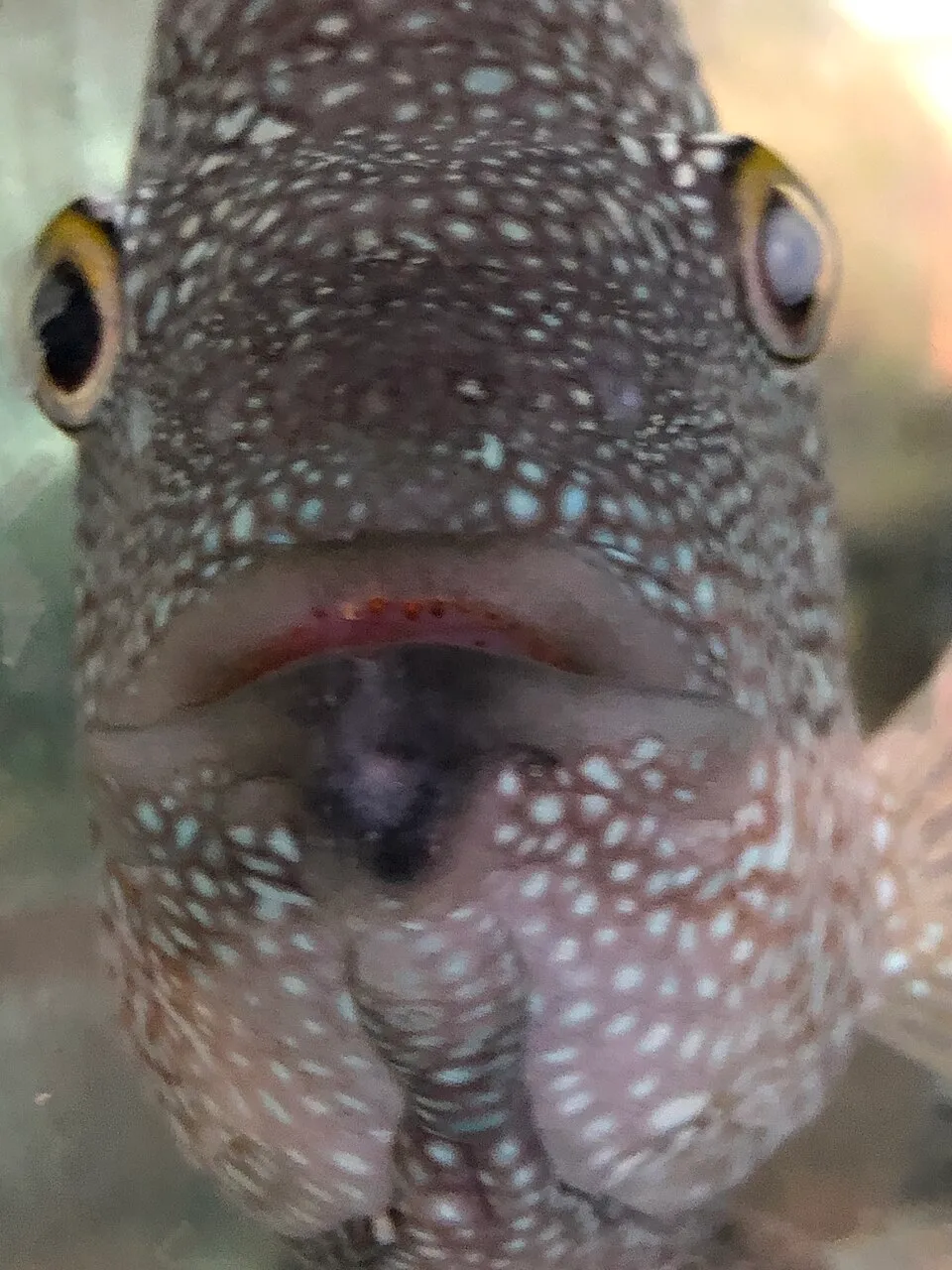 BGSU Herichthys cyanoguttatus (Texas Cichlid) in an aquarium