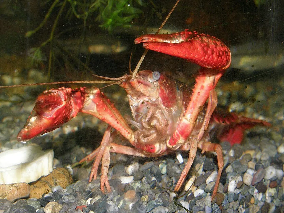 Tôm hùm đất đỏ, Procambarus clarkii