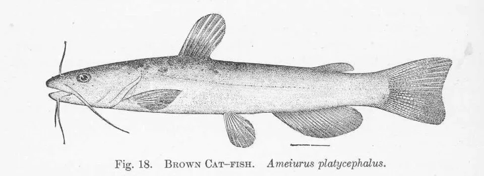 Brown Cat-Fish. Ameiurus platycephalus Subject: Ictaluridae, Catfishes Tag: Fish