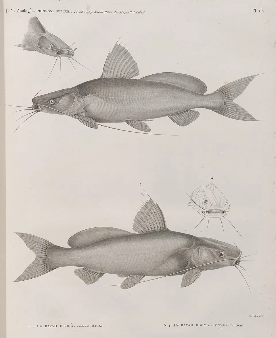 Zoologie. Poissons du Nil. 1.2. Le Bayad fitilé (Porcus bayad); 3.4. Le Bayad docmac (Porcus docmac).