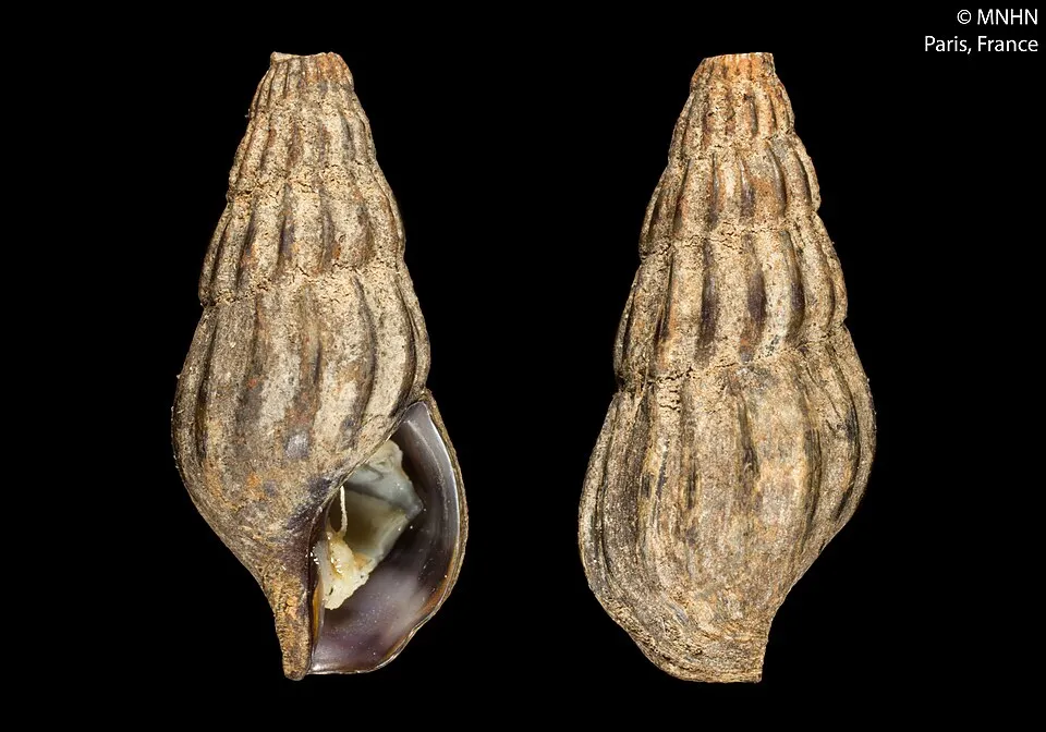 PRESERVED_SPECIMEN; Anentome helena (Philippi, 1847); Type status: N/A; Identified by: Kantor Y.; Individual count: 1; Event date: N/A