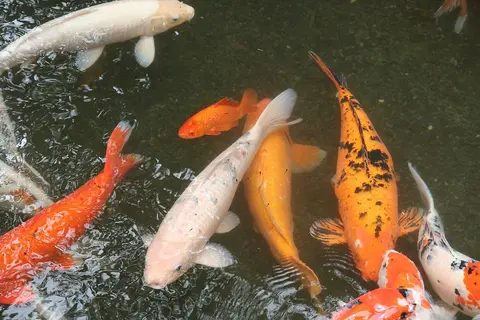 ฝูงปลาคาร์ปสีขาวและสีส้มว่ายในบ่อ