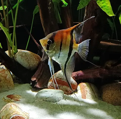 ปลาเทวดาสีทองหัวสีส้มลายดำในตู้ที่มีหินและไม้流木
