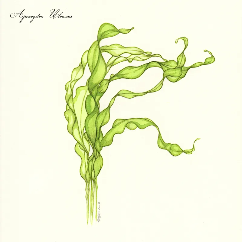 Aponogeton ulvaceus, Aponogeton ulvaceus