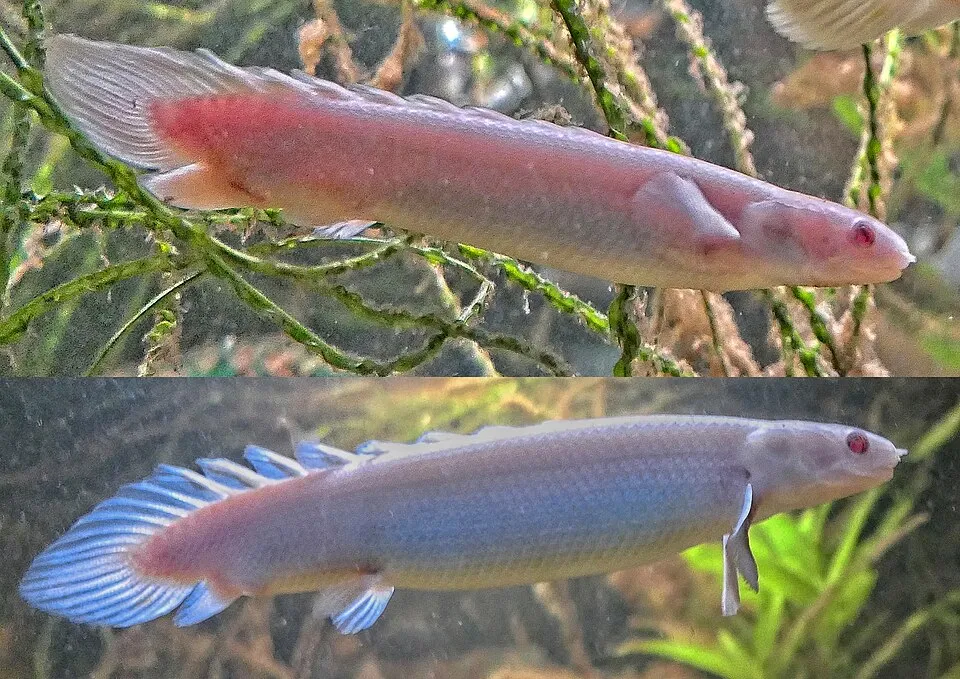 The Senegal bichir - Polypterus senegalus - albino, ♂ above & ♀ below