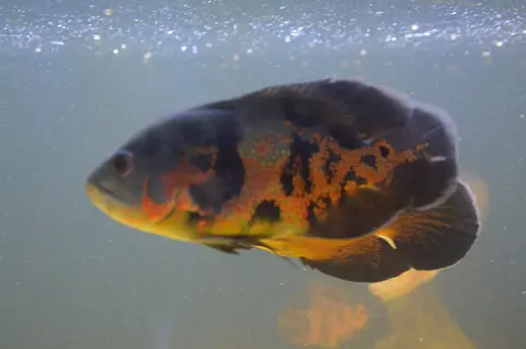 Oscar hitam belang oranye berenang di akuarium kaca