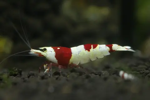 กุ้งคริสตัลเรดสีขาวแดงชัดเจนบนพื้นตู้สีเข้ม