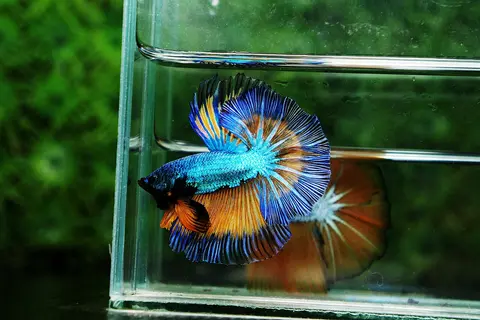 Cupang jantan berwarna biru, kuning, dan oranye di akuarium kaca