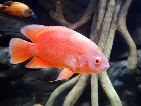 Oscar albino merah oranye berenang di akuarium hias