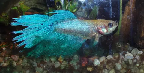 Cupang jantan biru toska berekor besar di akuarium