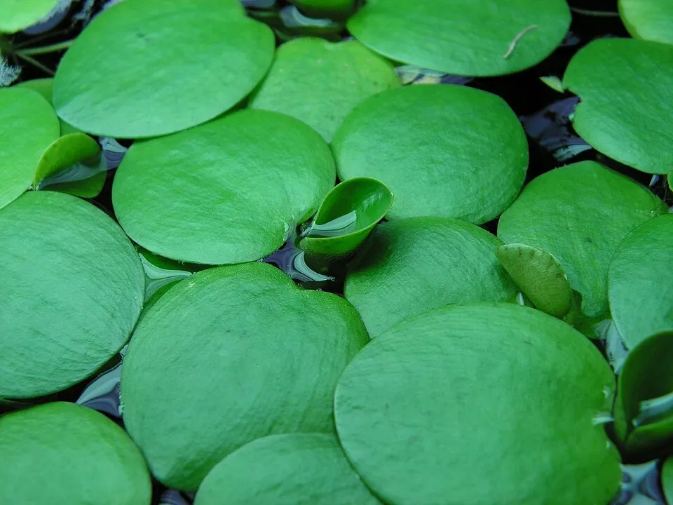 Bèo tây Nam Mỹ (Limnobium laevigatum), Limnobium laevigatum
