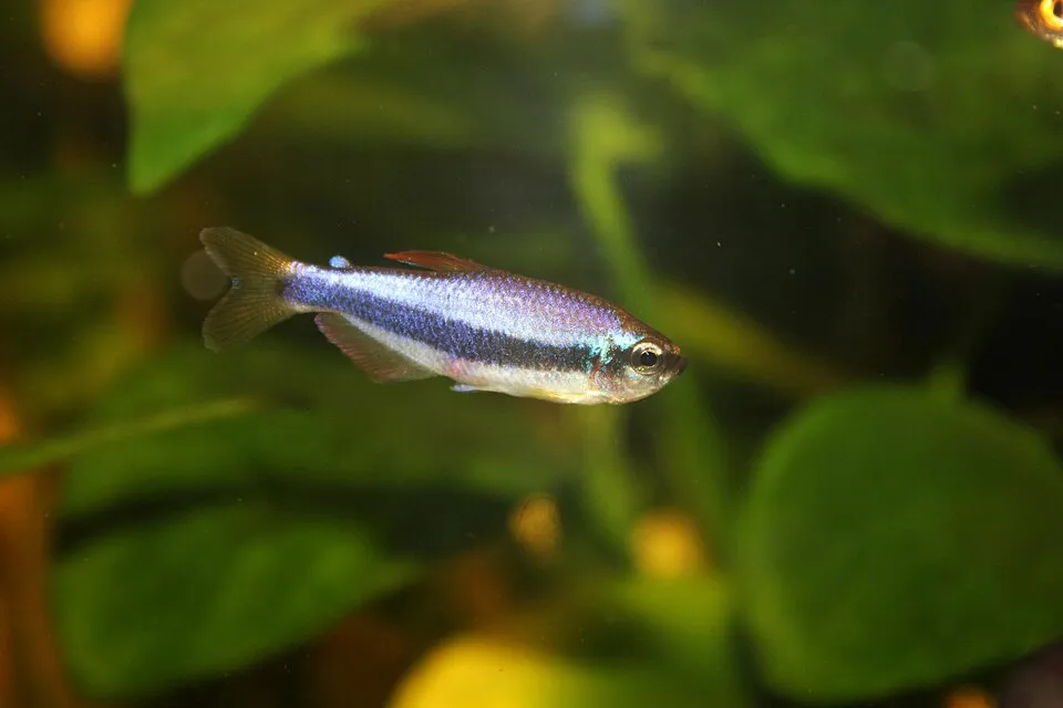 Inpaichtys kerri