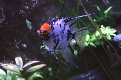ปลาเทวดาโคอิหัวสีส้มตัวมีจุดสีฟ้าดำในตู้