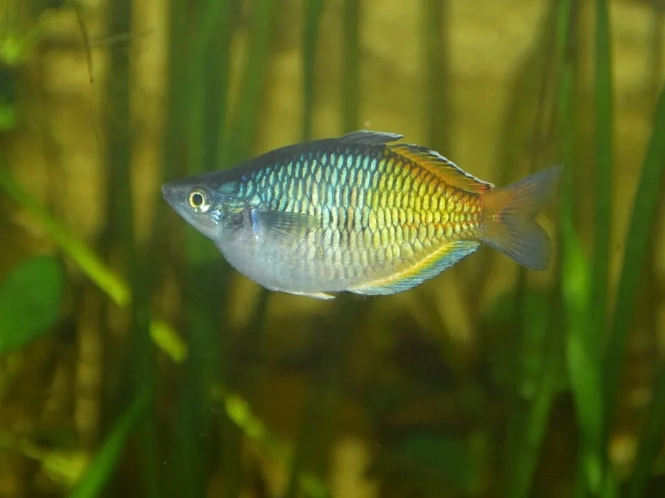 Melanotaenia boesemani BOESEMAN'S RAINBOWFISH. Palmengarten Frankfurt.