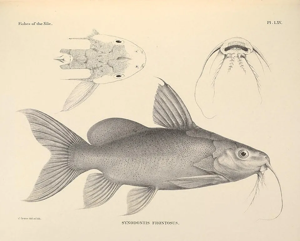 Synodontis frontosus
