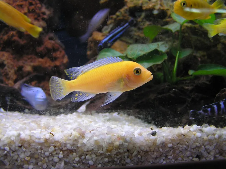 Mouthbrooder fish. Probably Maylandia estherae