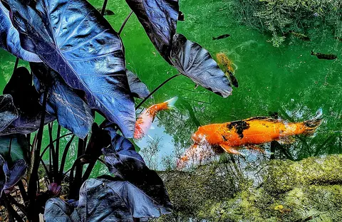 ปลาคาร์ปสีส้มดำว่ายในบ่อที่มีใบเผือกสีเขียว