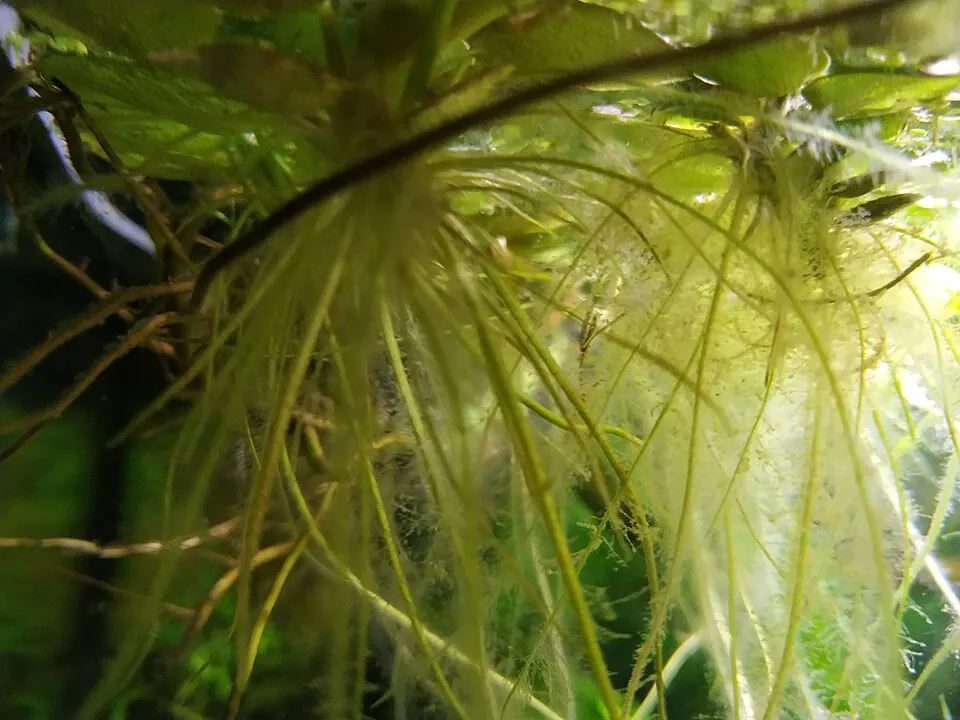 Spongeplant