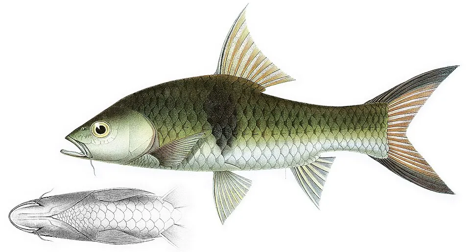Cá ngựa nam, Hampala macrolepidota