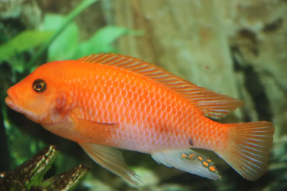 Picture of Male Red Zebra Cichlid taken after feeding