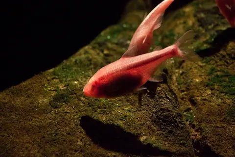 Blind Cave Tetra