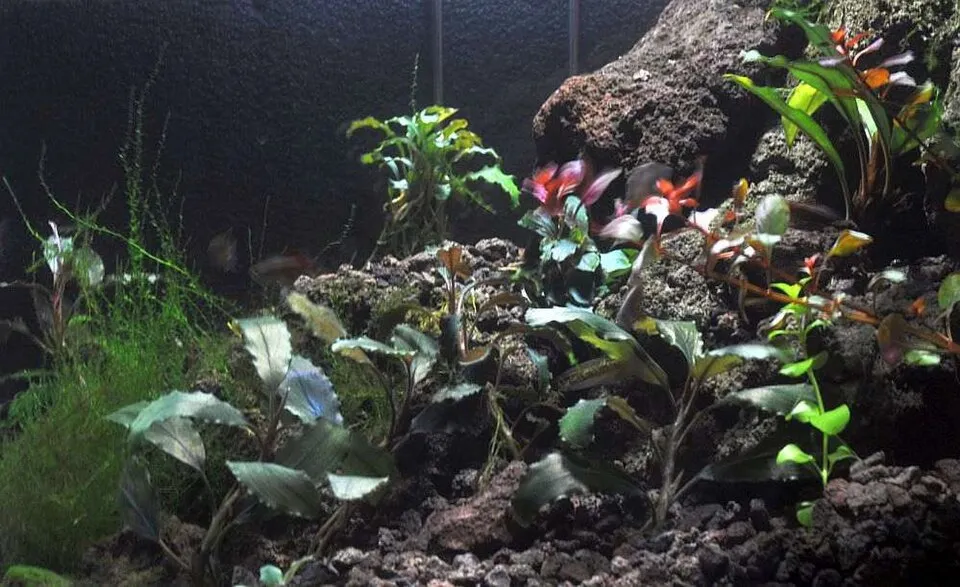 Bucephalandra pygmaea, Bucephalandra pygmaea