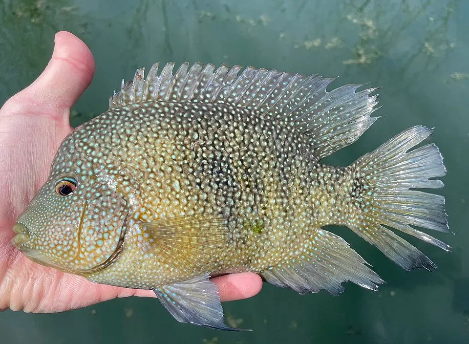 Cá rô phi Texas, Herichthys cyanoguttatus