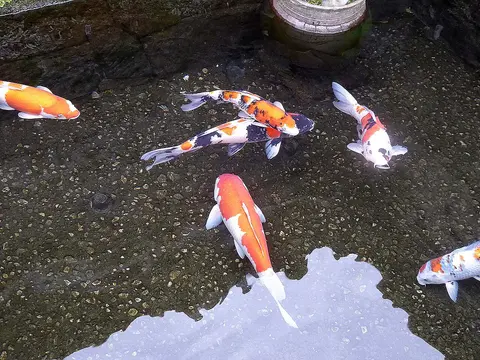 ฝูงปลาคาร์ปหลากสีว่ายในบ่อน้ำใส