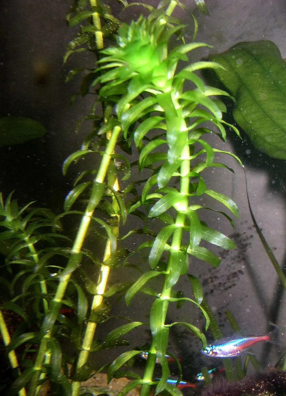 Rong đuôi chó Egeria, Egeria densa