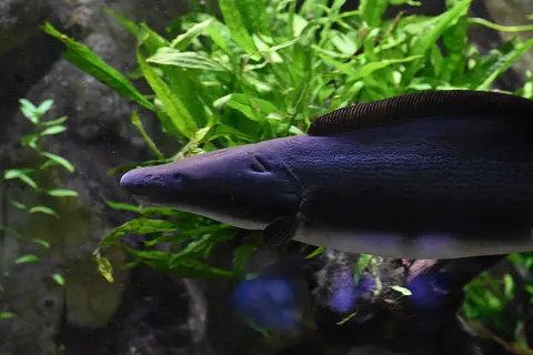 Aba Aba