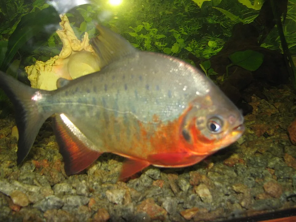 Red Pacu