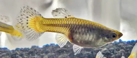 Guppy betina berekor kuning berperut besar di akuarium