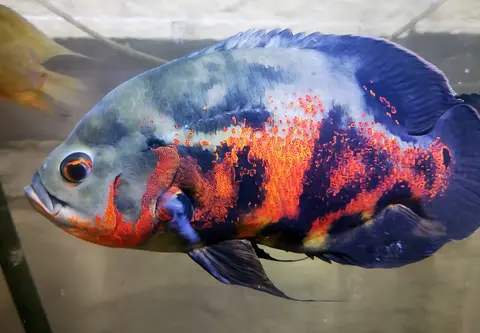 Oscar tiger merah hitam tampak jelas di akuarium kaca