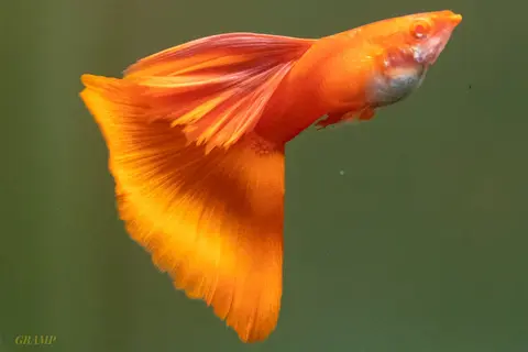 Guppy jantan berekor oranye merah menyala, berbadan merah oranye