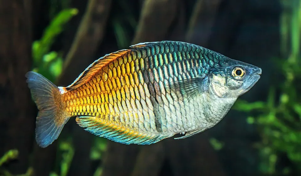 Cá cầu vồng Boeseman, Melanotaenia boesemani