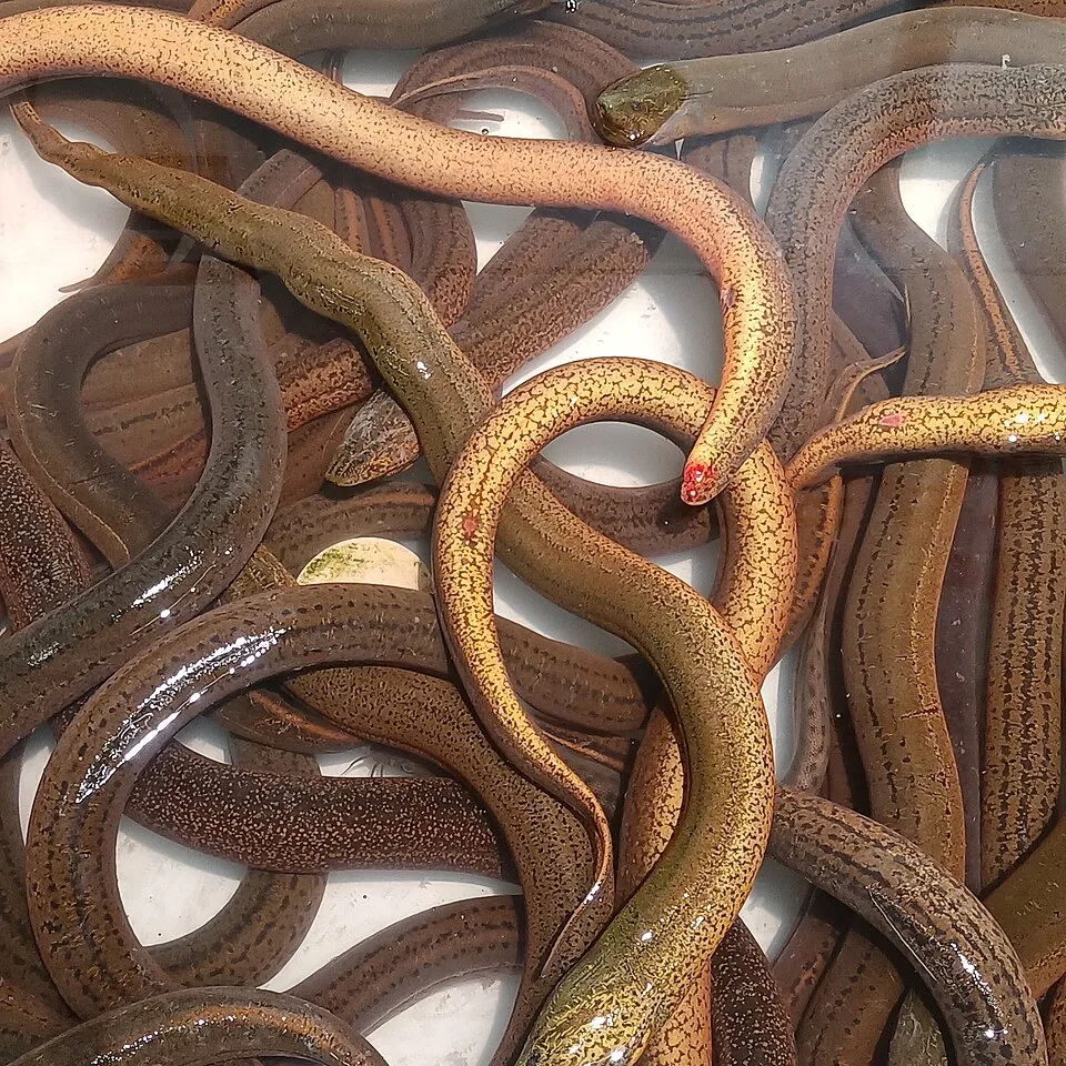Lươn đồng, Monopterus albus