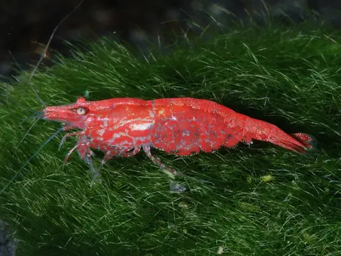 กุ้งเชอร์รี่สีแดงโตเต็มวัยคลานบนมอสสีเขียวในตู้