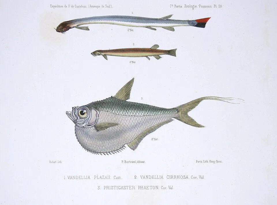 From top to bottom: Vandellia plazaii Cast. = Vandellia cirrhosa Valenciennes, 1846 Vandellia cirrhosa Cuv. Val. = Vandellia cirrhosa Valenciennes, 1846 Pristigaster phaeton Cuv. Val. = Pristigaster c