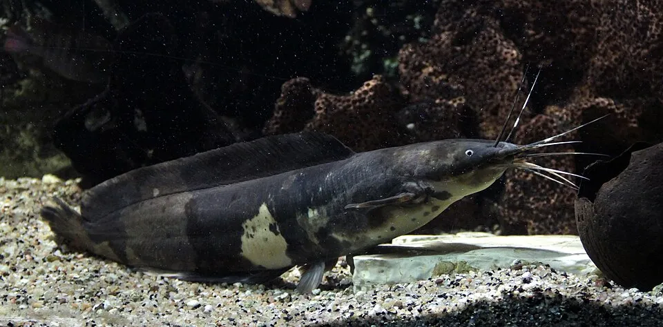 Cá trê đi bộ, Clarias batrachus