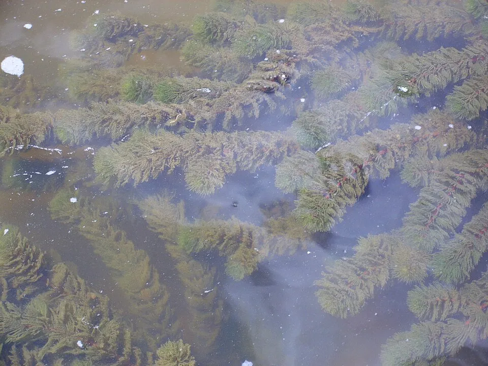 Rong đuôi chó, Ceratophyllum demersum