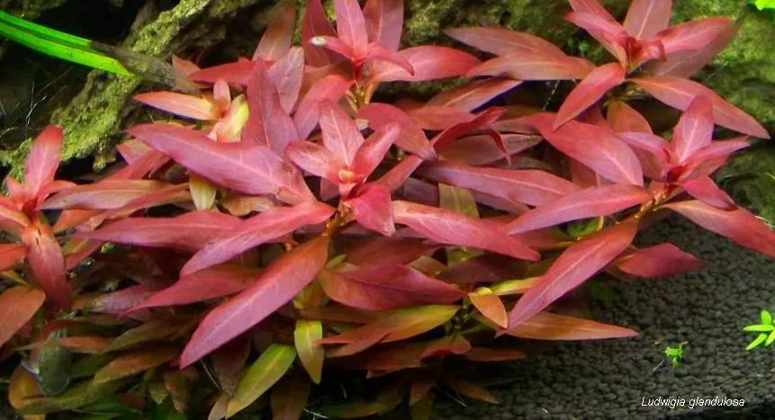 Ludwigia glandulosa, Ludwigia glandulosa