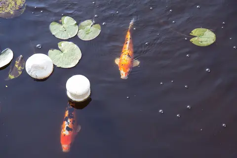 ปลาคาร์ปสีส้มว่ายใกล้ใบบัวในบ่อ