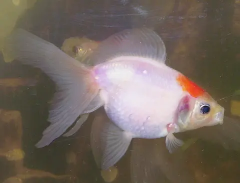 Koki Mutiara berbadan putih berkepala merah di akuarium pemeliharaan