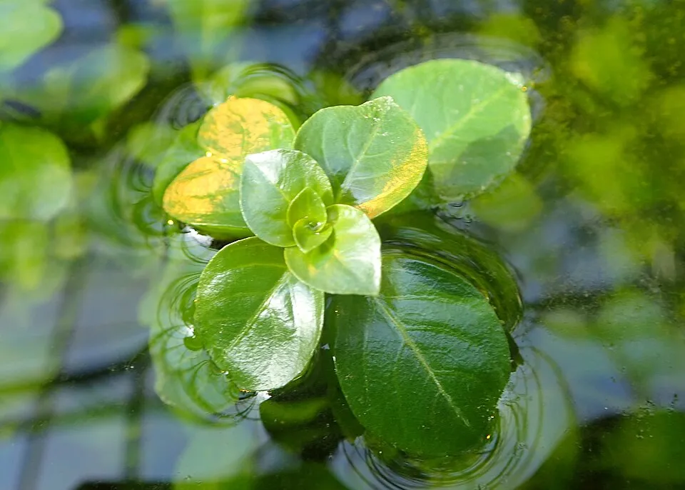 Ludwigia natans in botanical garden in Kraków