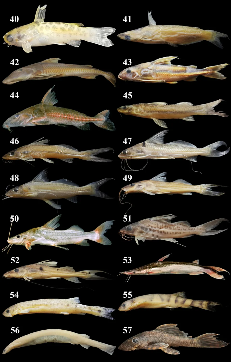 Cá candiru, Vandellia cirrhosa