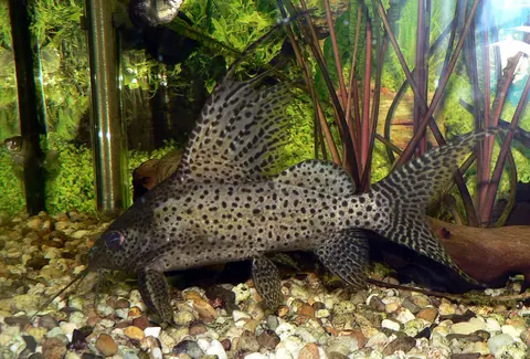 Synodontis Eupterus