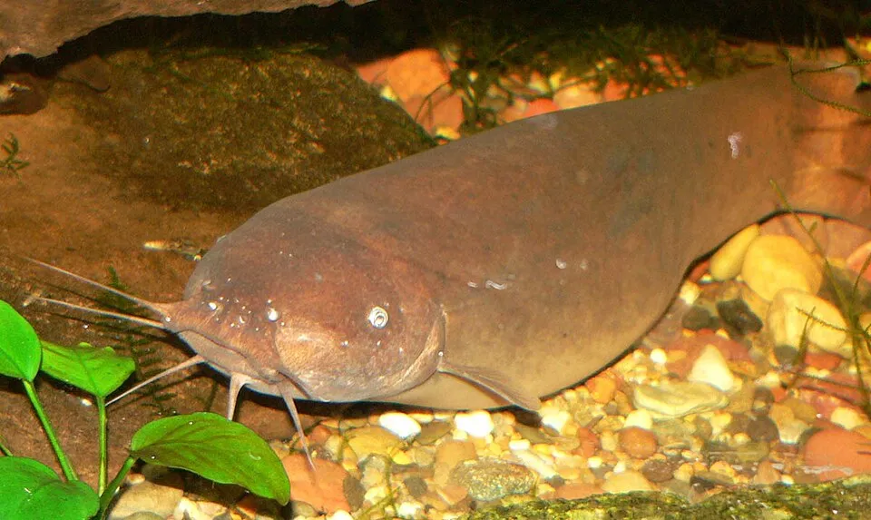 Cá trê điện, Malapterurus electricus