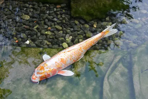 ปลาคาร์ปสีขาวส้มว่ายในบ่อน้ำใสที่มีก้อนหินกลม