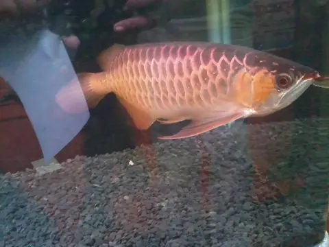 อะโรวาน่าทองหางแดง เกล็ดสีแดงชมพู ว่ายใกล้พื้นกรวดในตู้