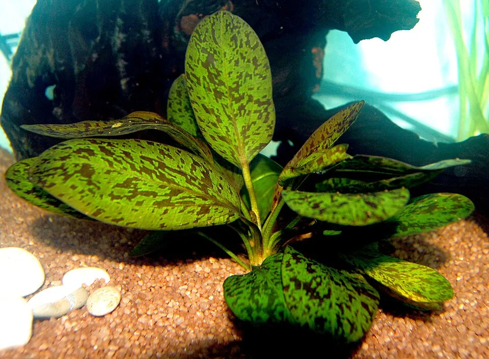 Echinodorus Ozelot